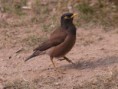 /album/some-overseas-trips/common-myna-corbett-jpg/